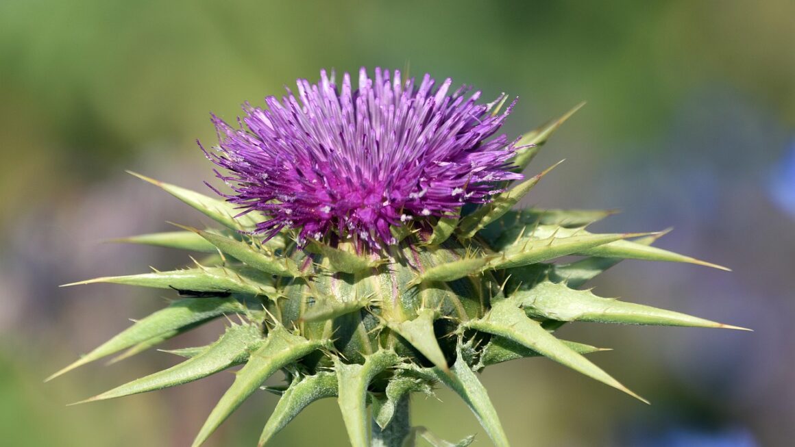 Podpořte své zdraví přirozeně a nakupujte přírodní produkty tam, kde jim rozumí